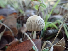 Coprinellus impatiens