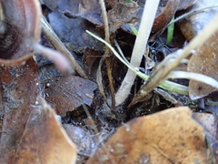 Coprinellus impatiens