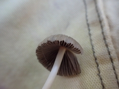 Coprinellus impatiens