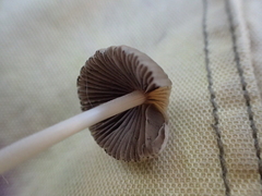Coprinellus impatiens