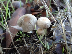 Coprinellus impatiens