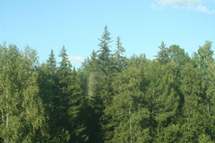 Picea obovata