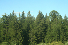 Picea obovata