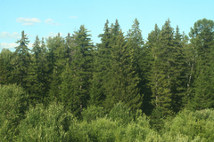 Picea obovata