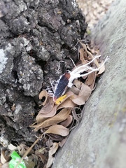 Cerogenes auricoma
