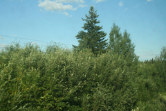 Picea obovata