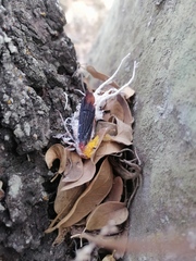 Cerogenes auricoma