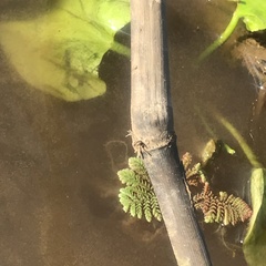 Azolla pinnata