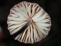 Marasmius plicatulus