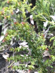 Acacia littorea