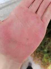 Coccinellinae