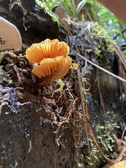 Heimiomyces velutipes