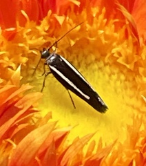 Scythris