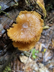 Heimiomyces velutipes