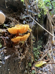 Heimiomyces velutipes