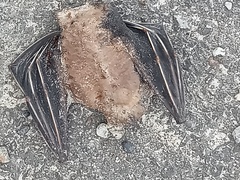 Cynopterinae