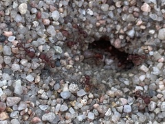 Pogonomyrmex occidentalis