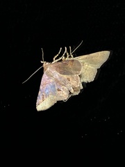Eulepidotinae