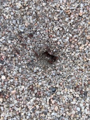 Pogonomyrmex occidentalis
