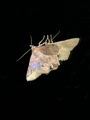 Eulepidotinae