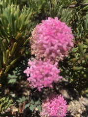 Pimelea ferruginea