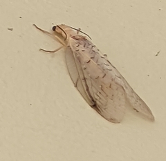 Nevromus austroindicus