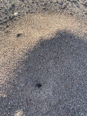 Pogonomyrmex occidentalis