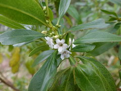 Myoporum aff insulare × laetum