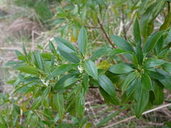 Myoporum aff insulare × laetum