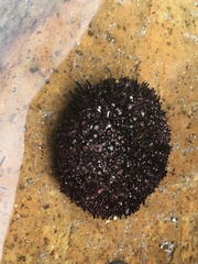 Heliocidaris erythrogramma