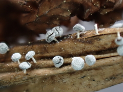 Didymium squamulosum