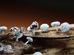 Didymium squamulosum