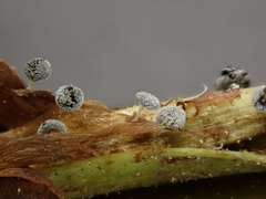 Didymium squamulosum