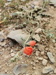 Sphaeralcea hastulata