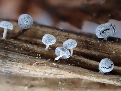 Didymium squamulosum