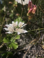 Xanthosia rotundifolia
