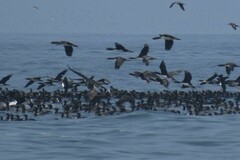Leucocarbo bougainvillii