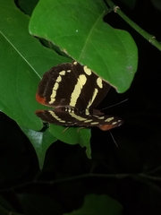 Catonephele nyctimus