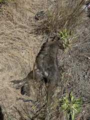 Thylogale billardierii