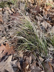 Juncus tenuis