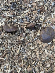 Suillellus amygdalinus