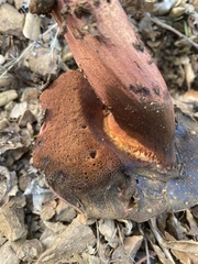 Suillellus amygdalinus