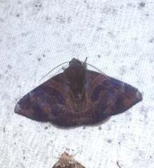 Ophisma