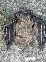 Cynopterinae