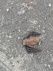 Cynopterinae