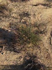 Crocanthemum aldersonii