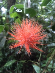 Gurania eriantha