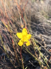 Crocanthemum aldersonii