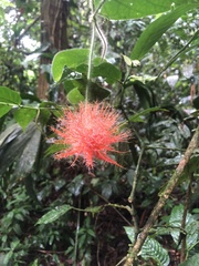 Gurania eriantha