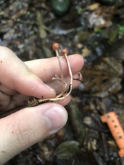 Paraisaria amazonica